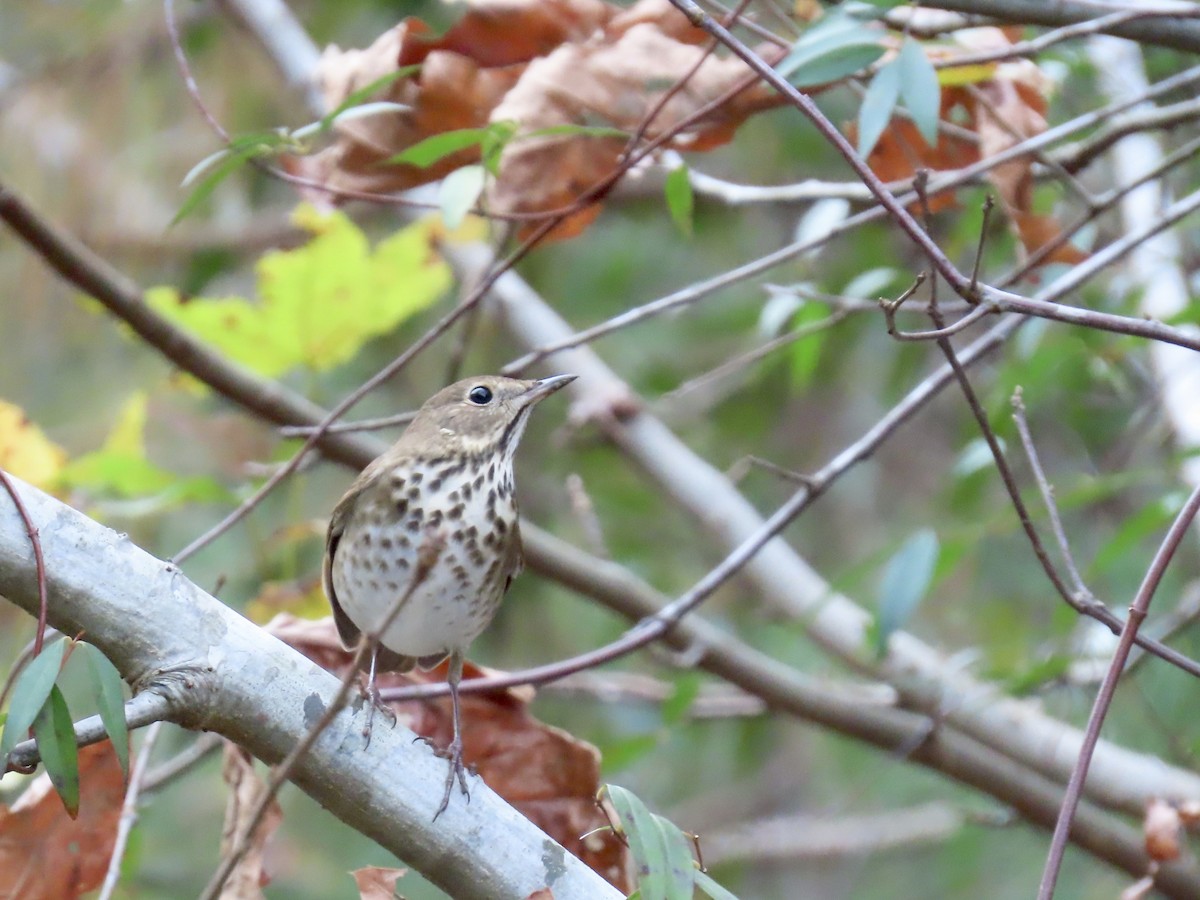 קיכלי חלוד-זנב - ML645568560