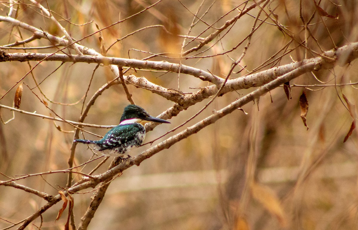Green Kingfisher - ML645568561