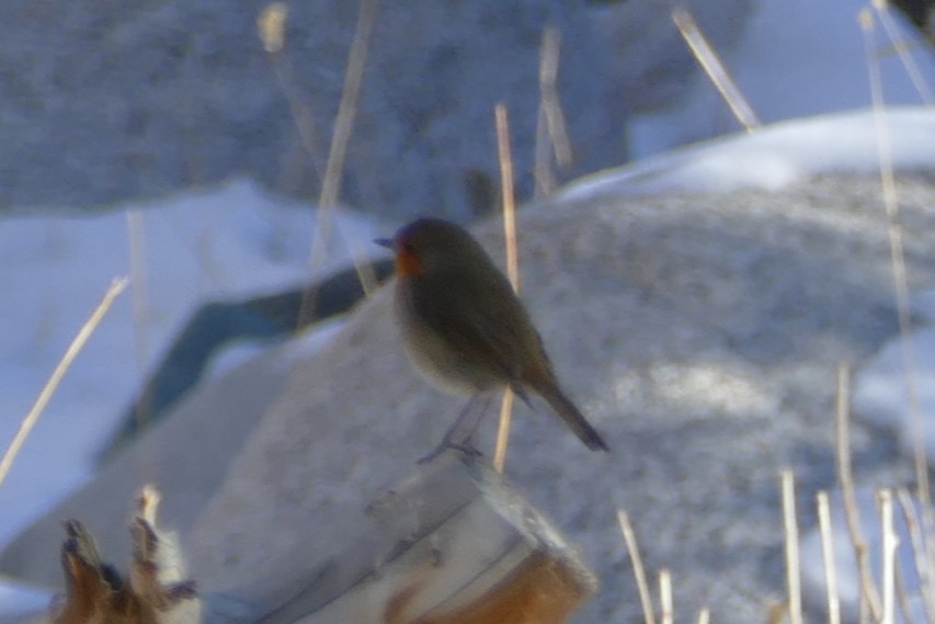 אדום חזה - ML645568562