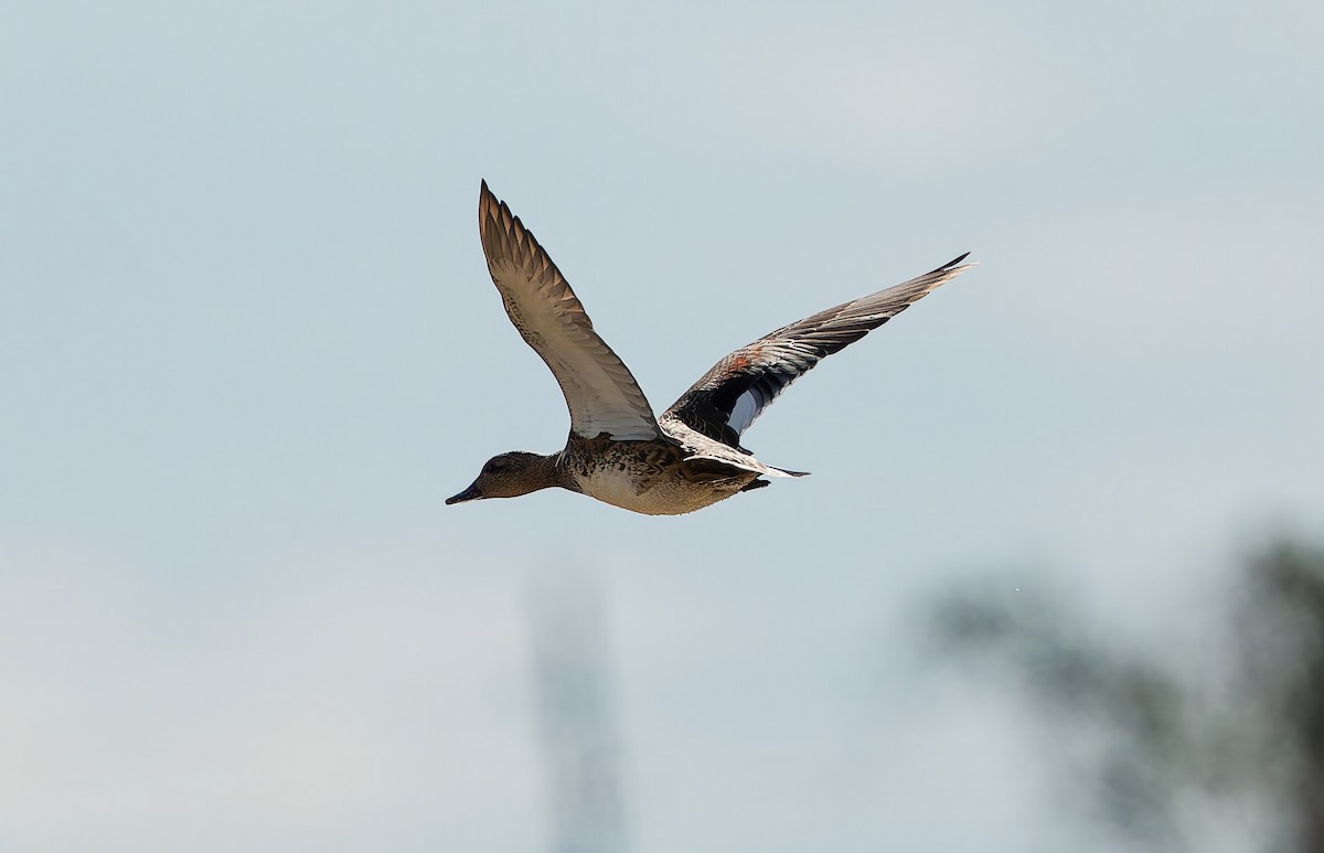 ברווז אפור - ML645568563