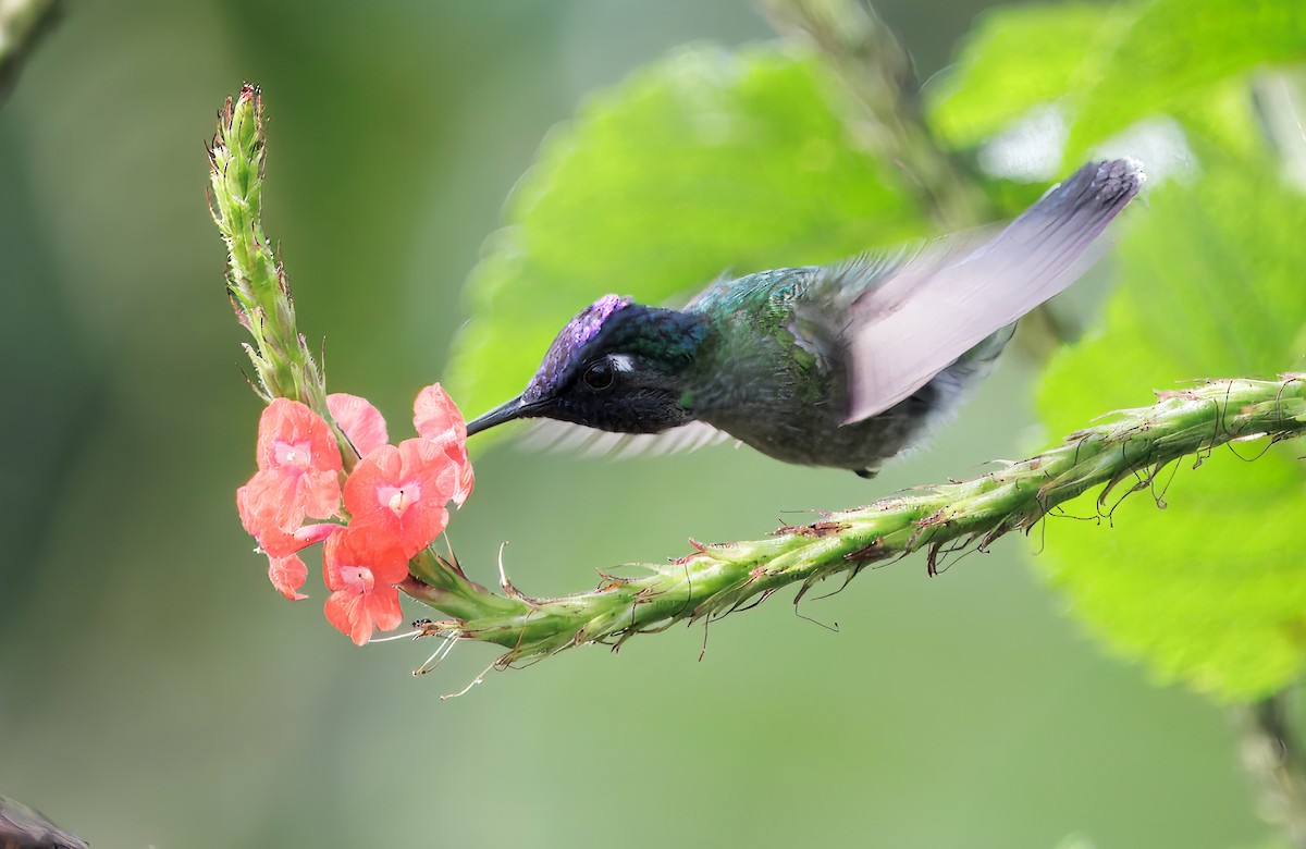 Violet-headed Hummingbird - ML645568565