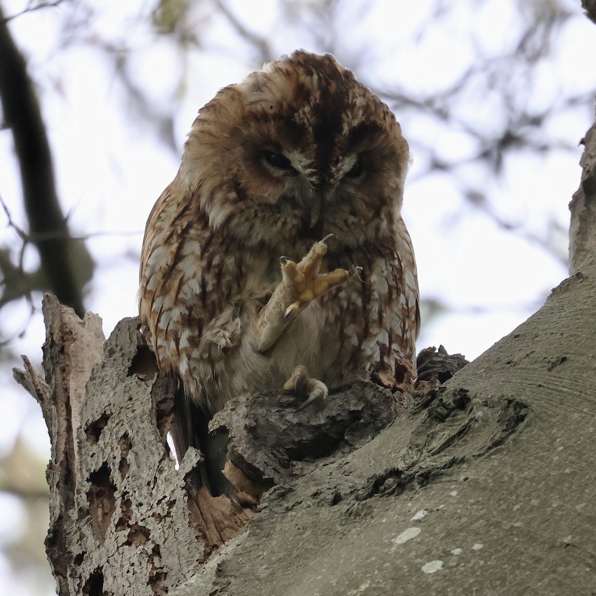 לילית מצויה - ML645568571