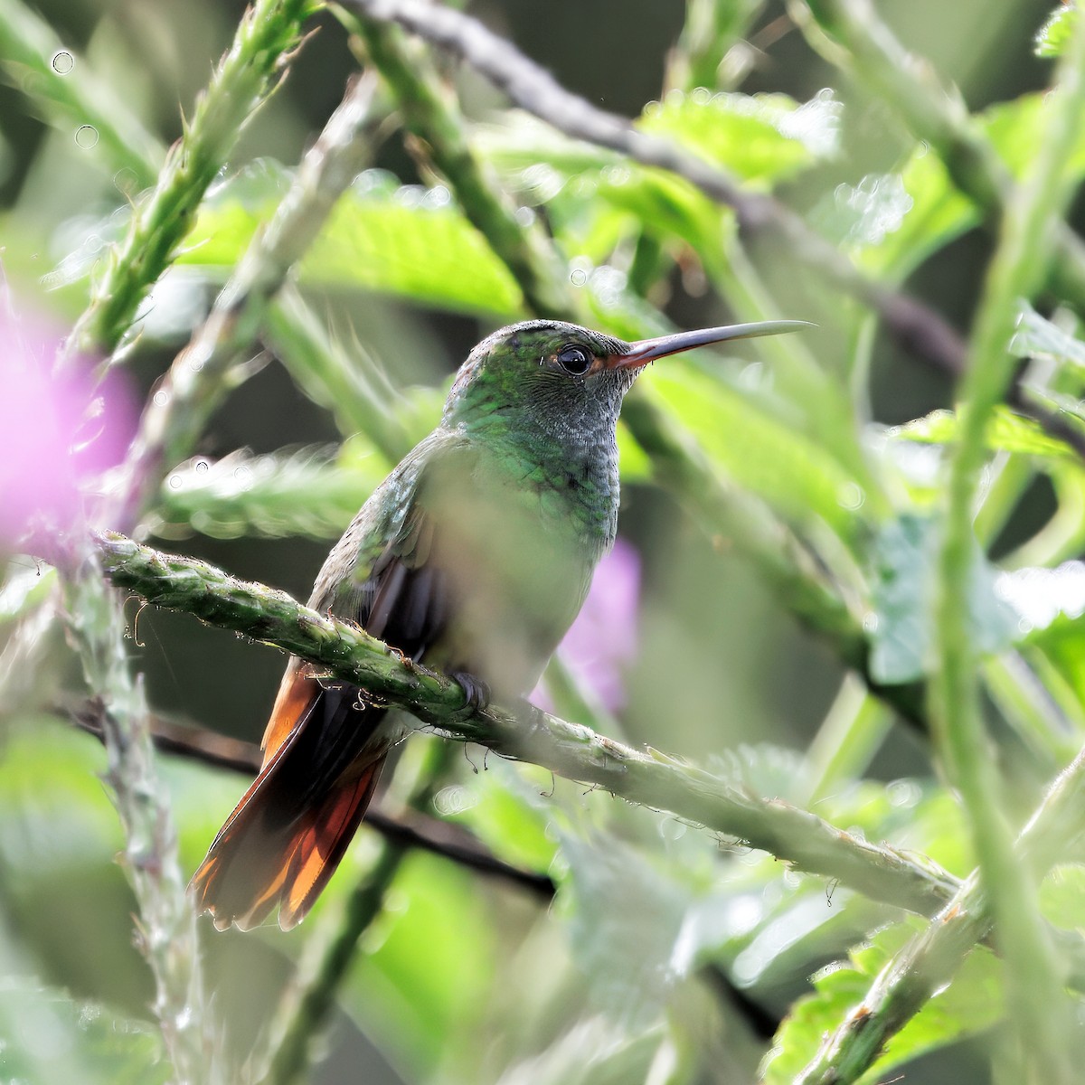 Rufous-tailed Hummingbird - ML645568574