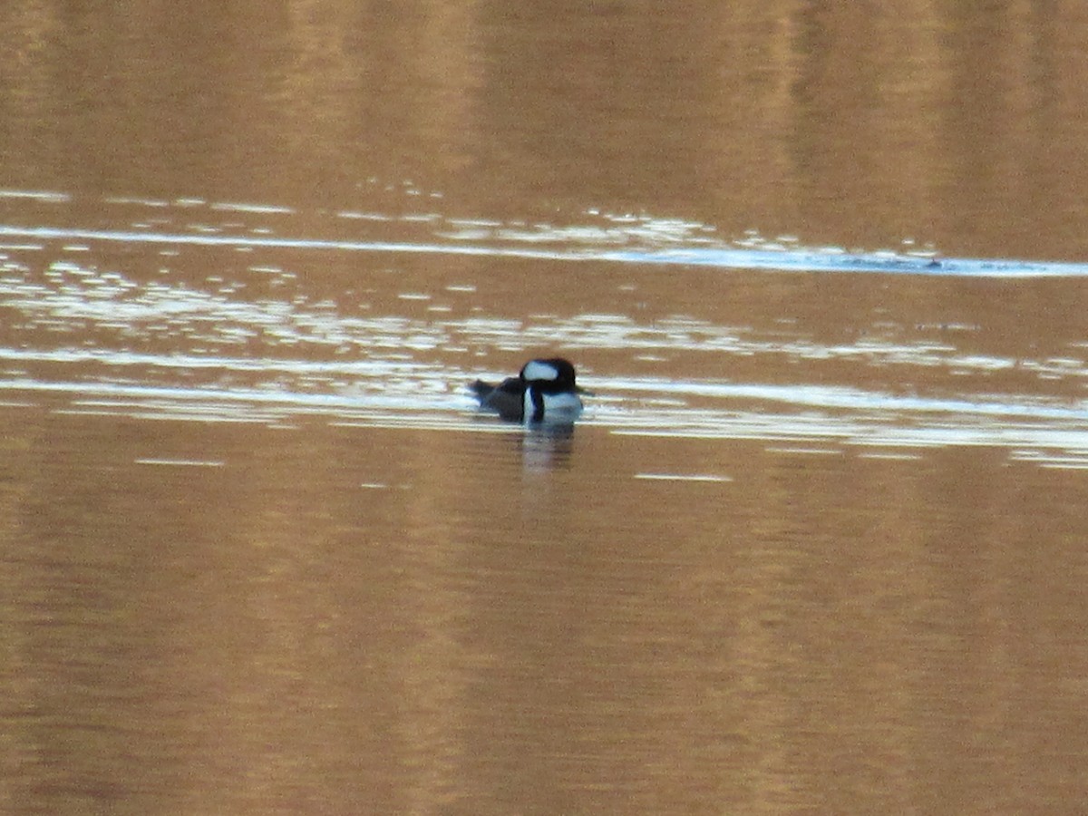 מרגון מקושט - ML645568575