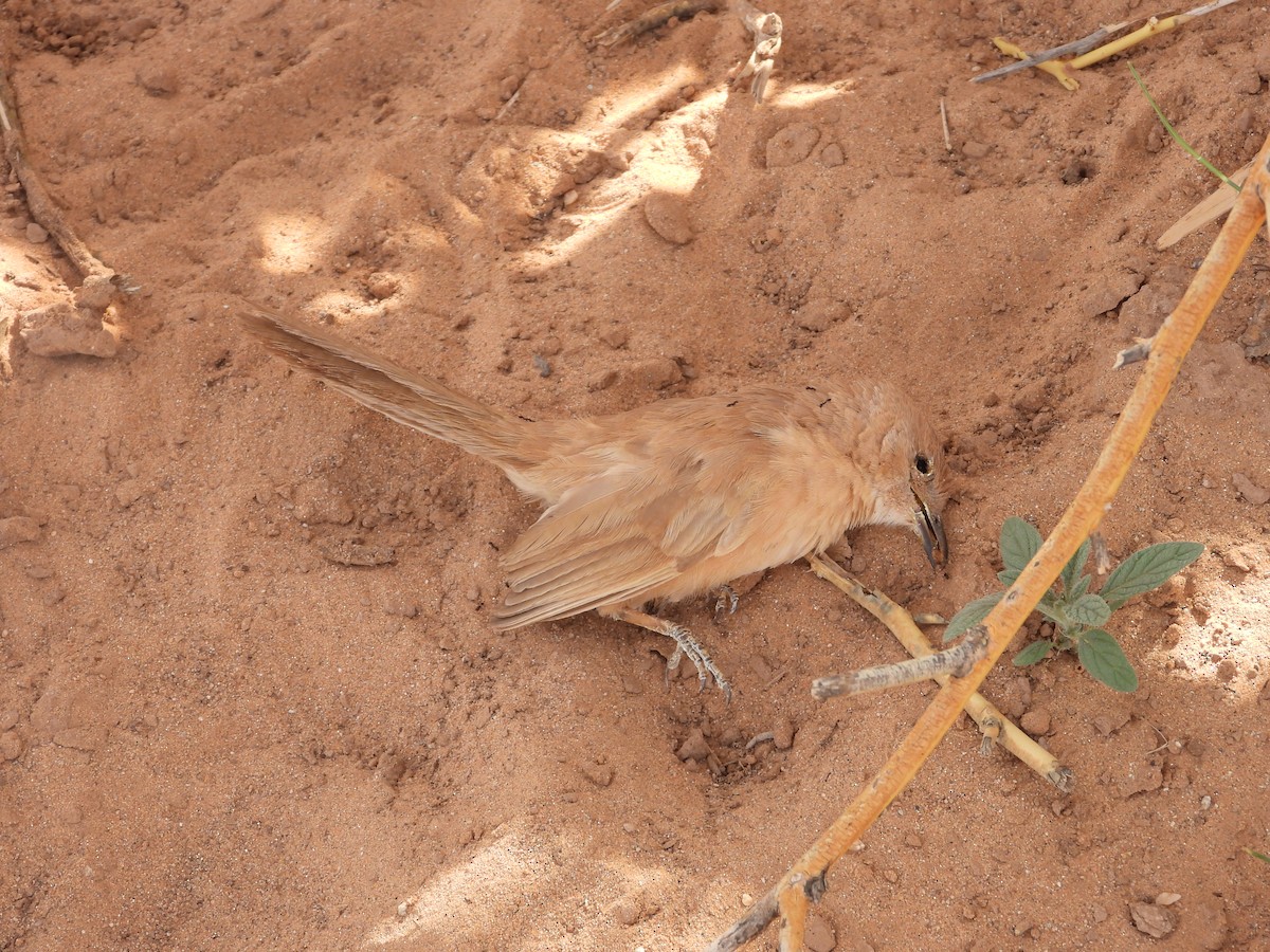 זנבן אפריקני - ML645568578