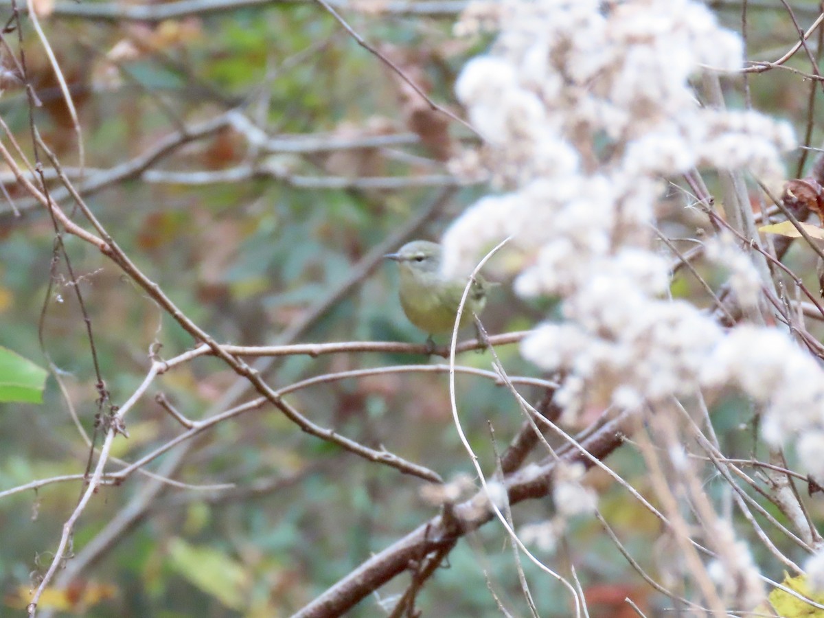 Orange-crowned Warbler (Gray-headed) - ML645568579