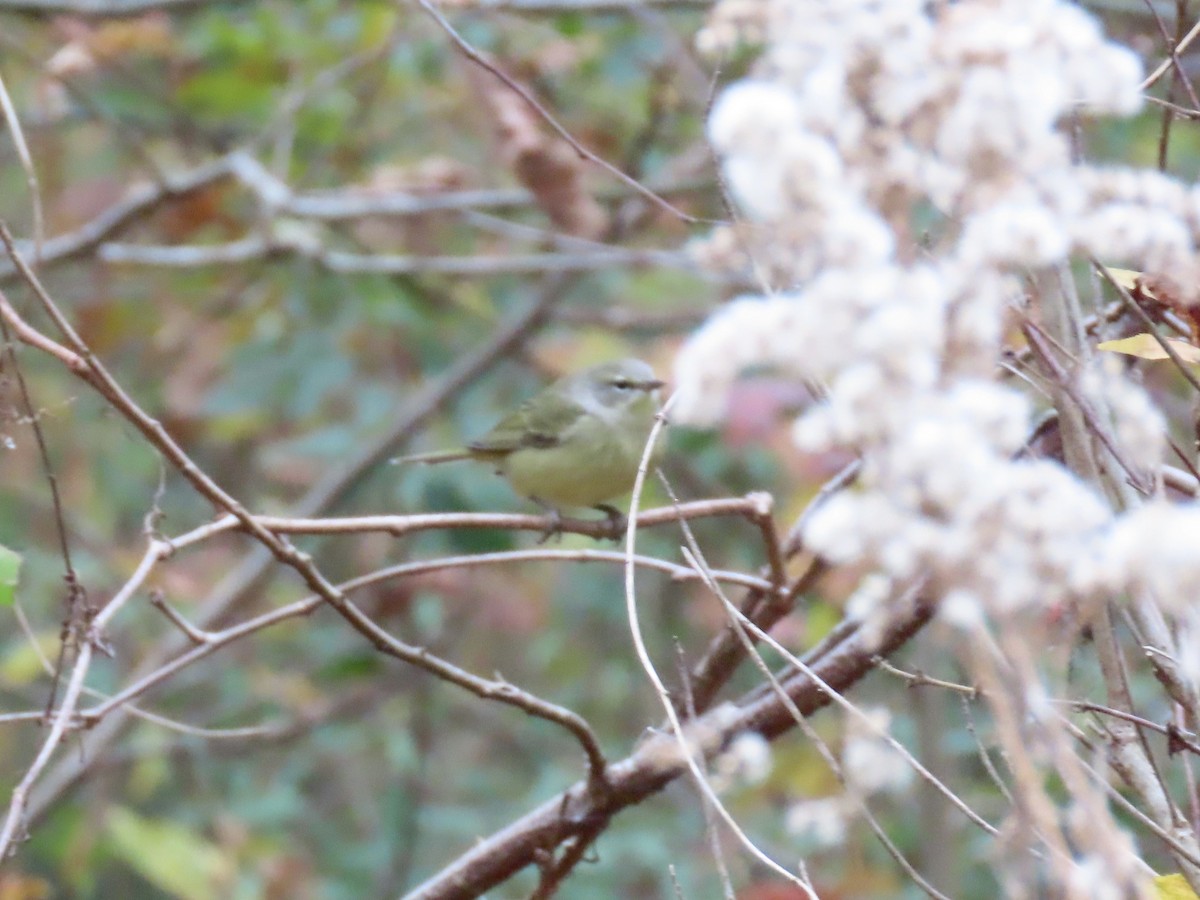 Orange-crowned Warbler (Gray-headed) - ML645568581