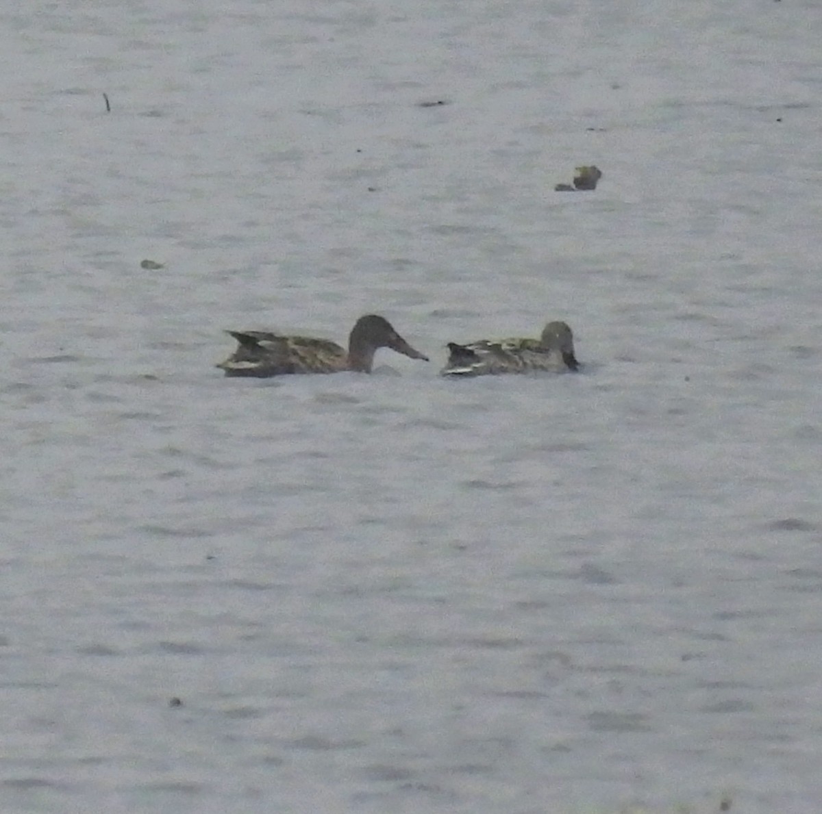 מרית צפונית - ML645568583