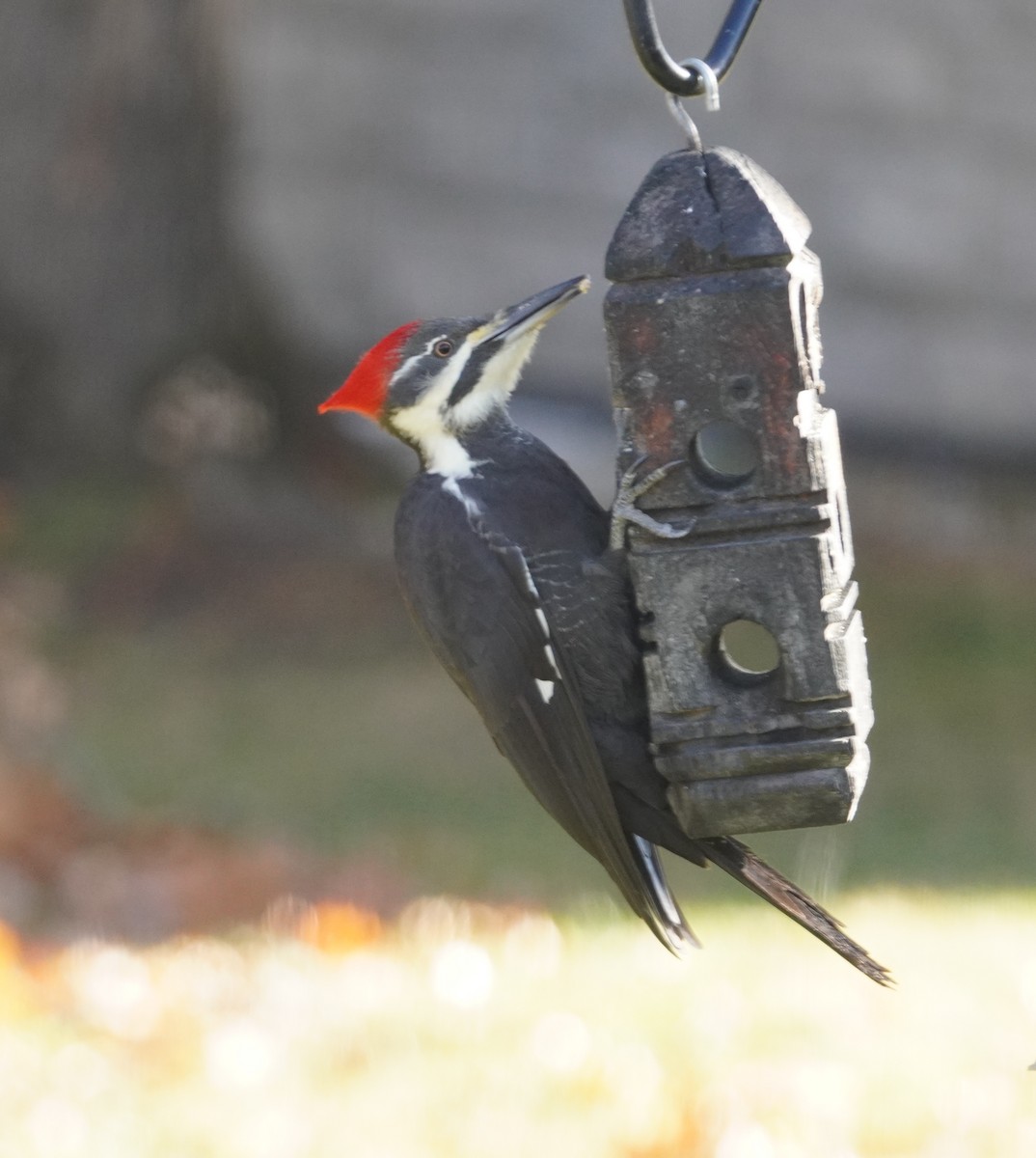 Pileated Woodpecker - ML645568584