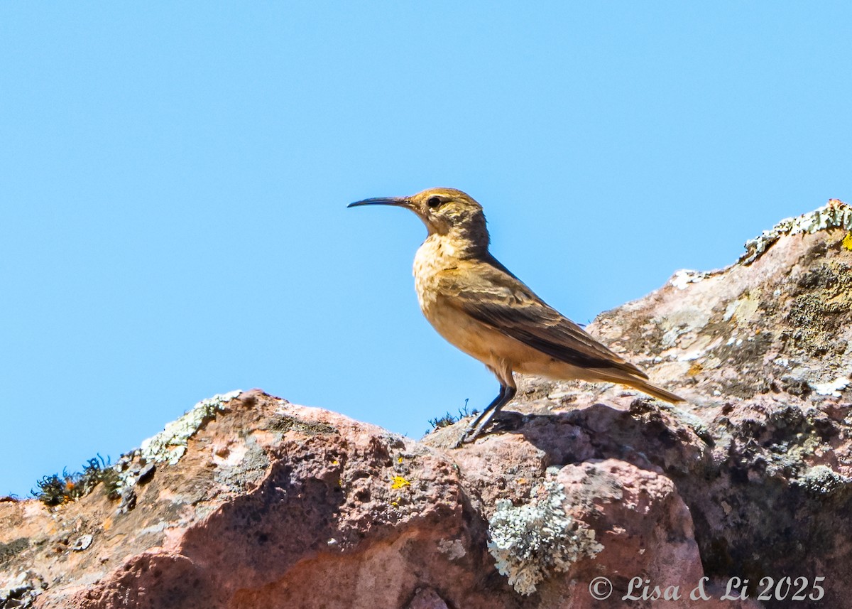 Langschnabel-Erdhacker - ML645568586