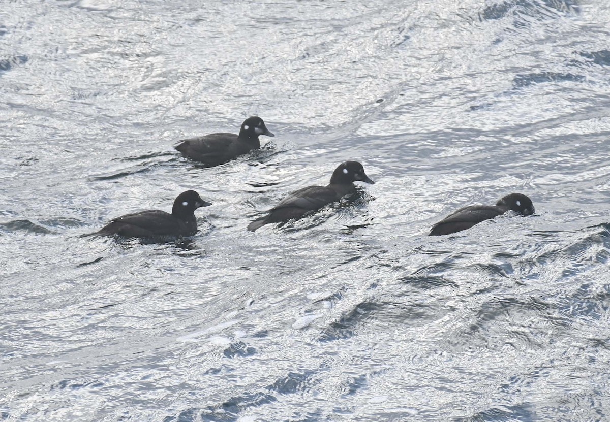 Ahate arlekina - ML645568589