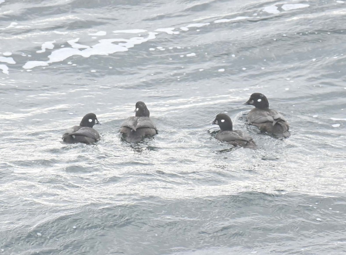 Ahate arlekina - ML645568591