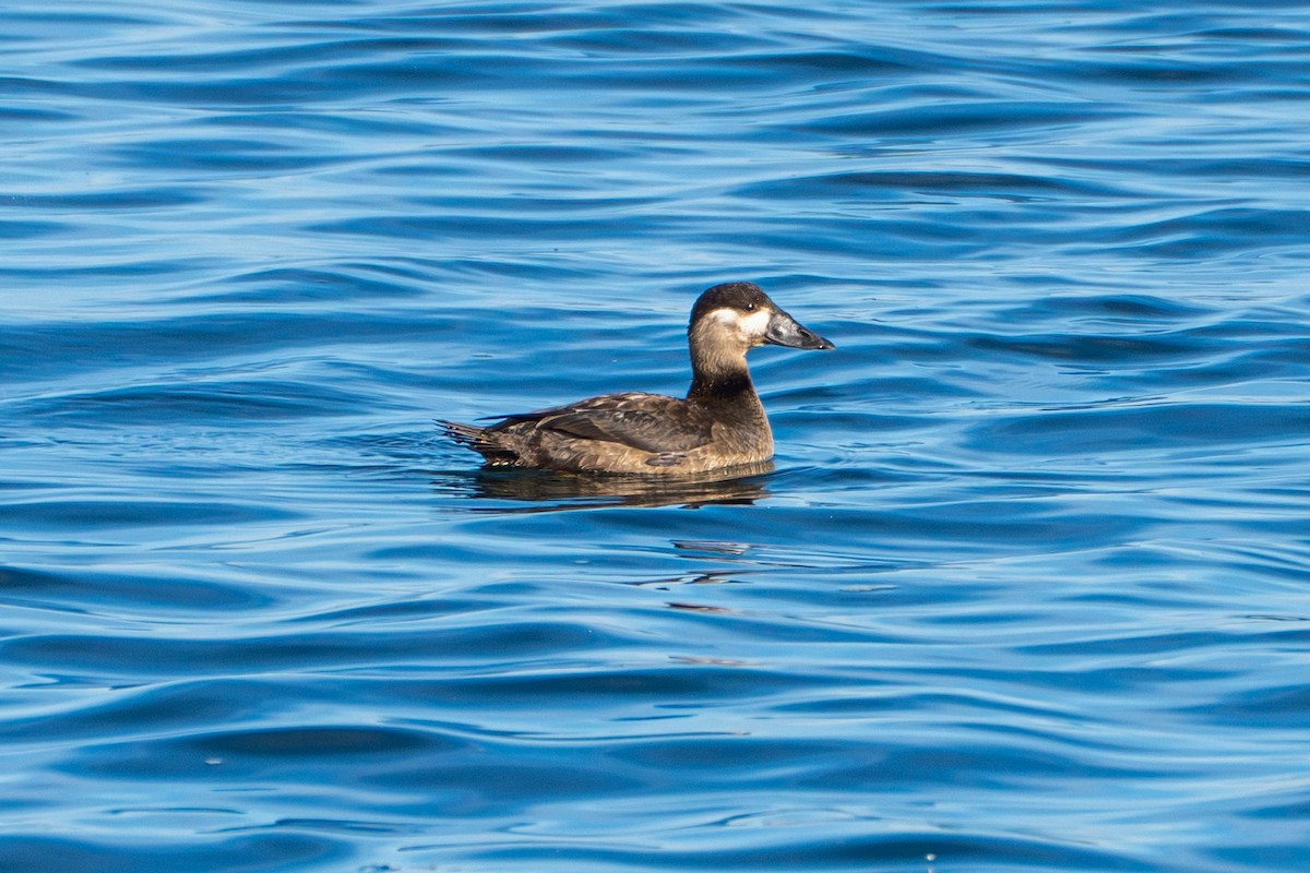 Surf Scoter - ML645568610