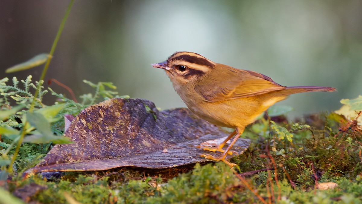 Коронник смугастоголовий - ML645568614