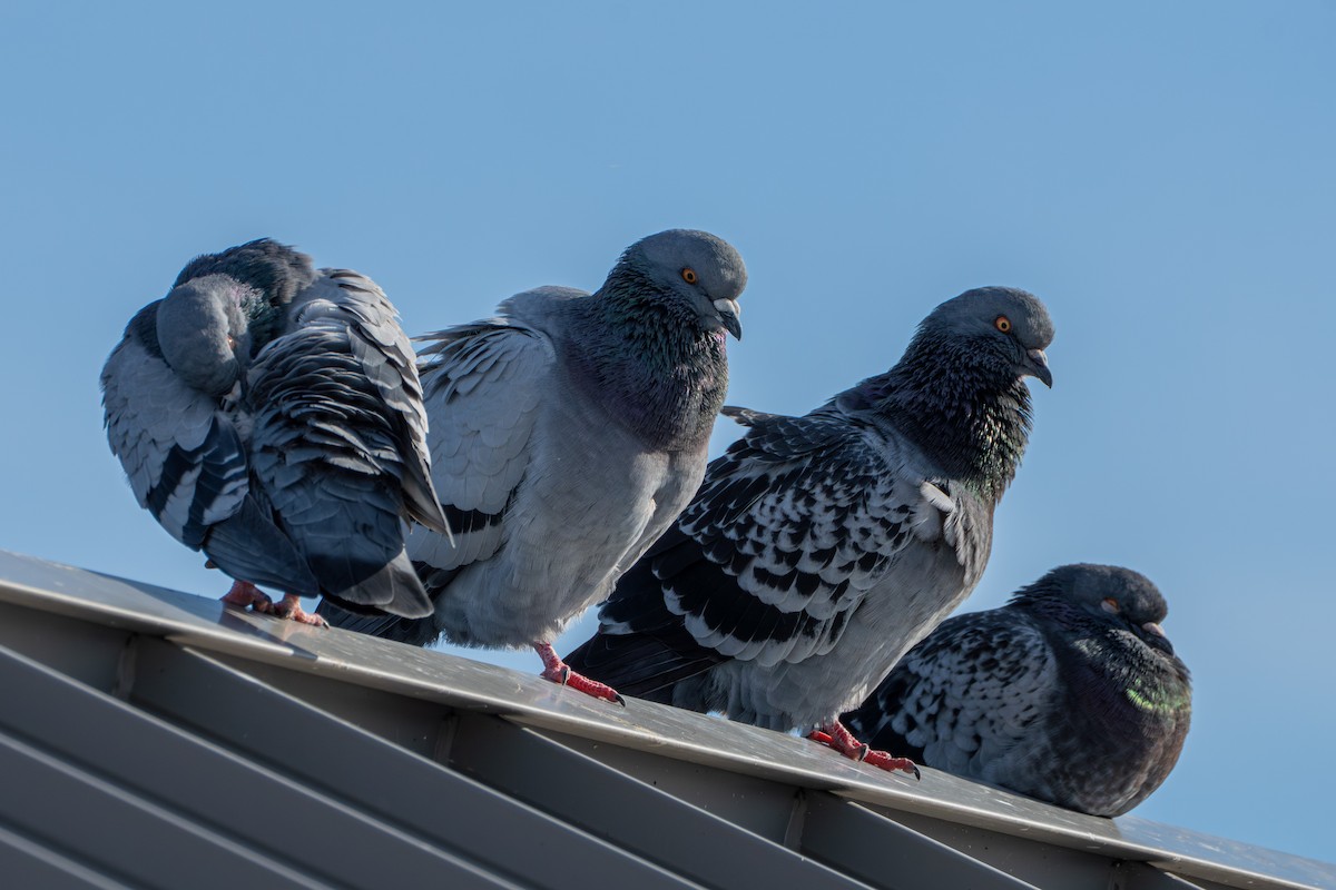 Piccione domestico - ML645568627