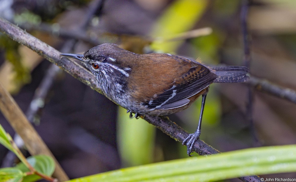 Bar-winged Wood-Wren - ML645568629