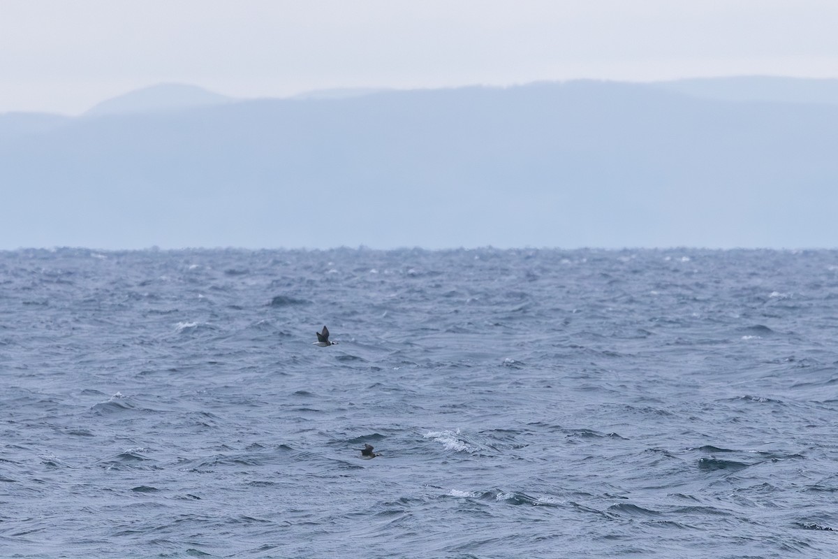 Long-tailed Duck - ML645568630