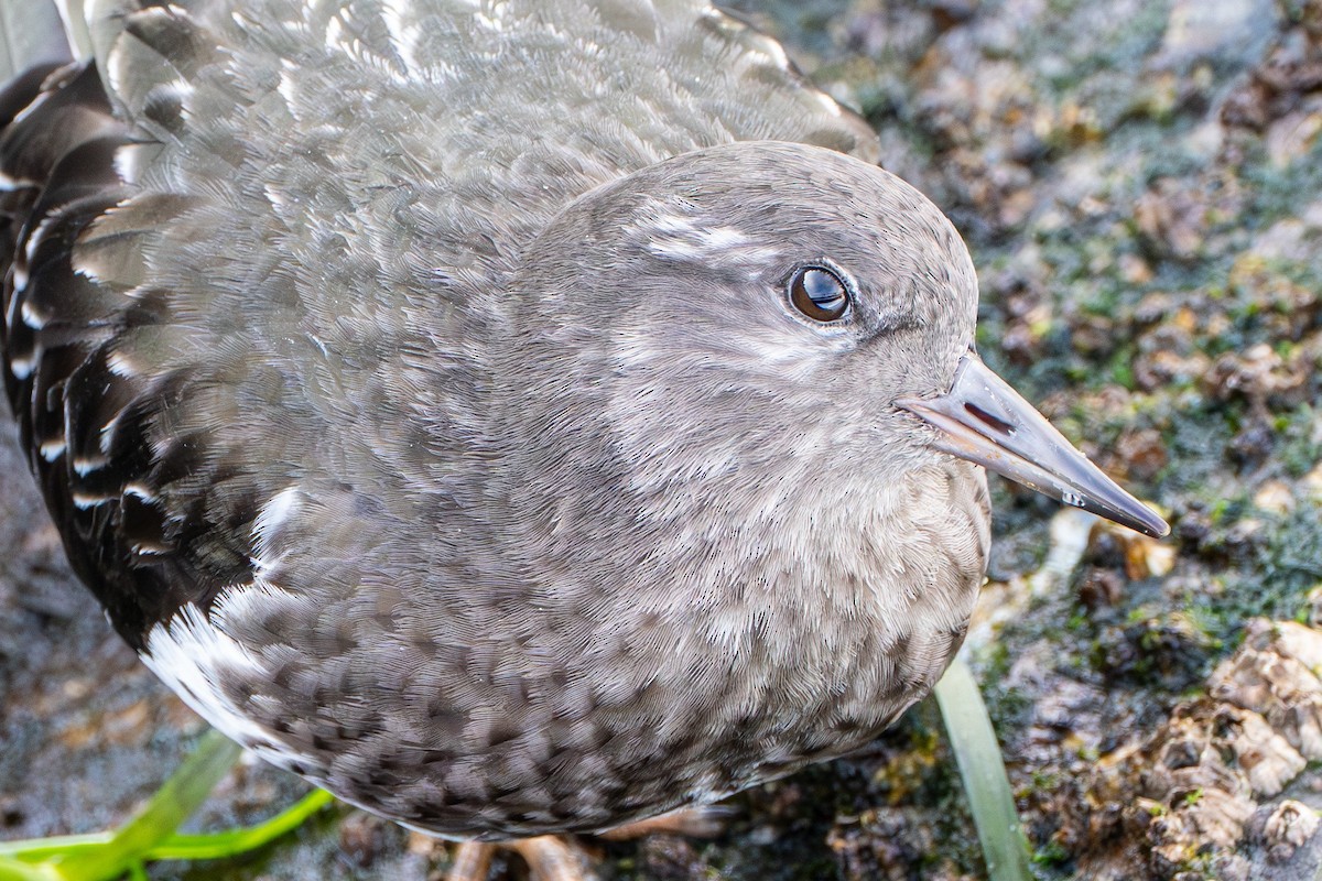 Black Turnstone - ML645568632