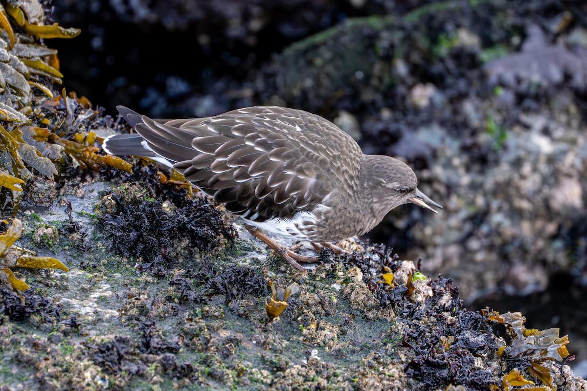 Black Turnstone - ML645568633