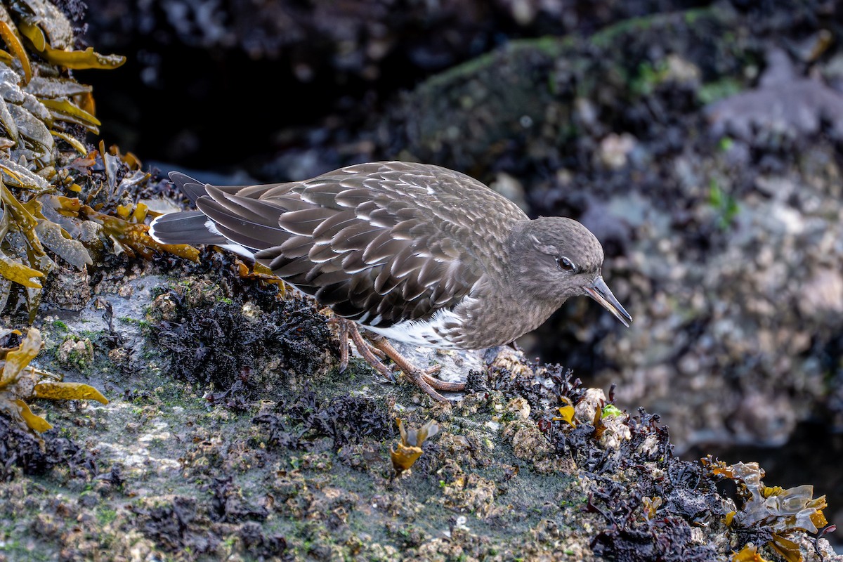 Black Turnstone - ML645568634