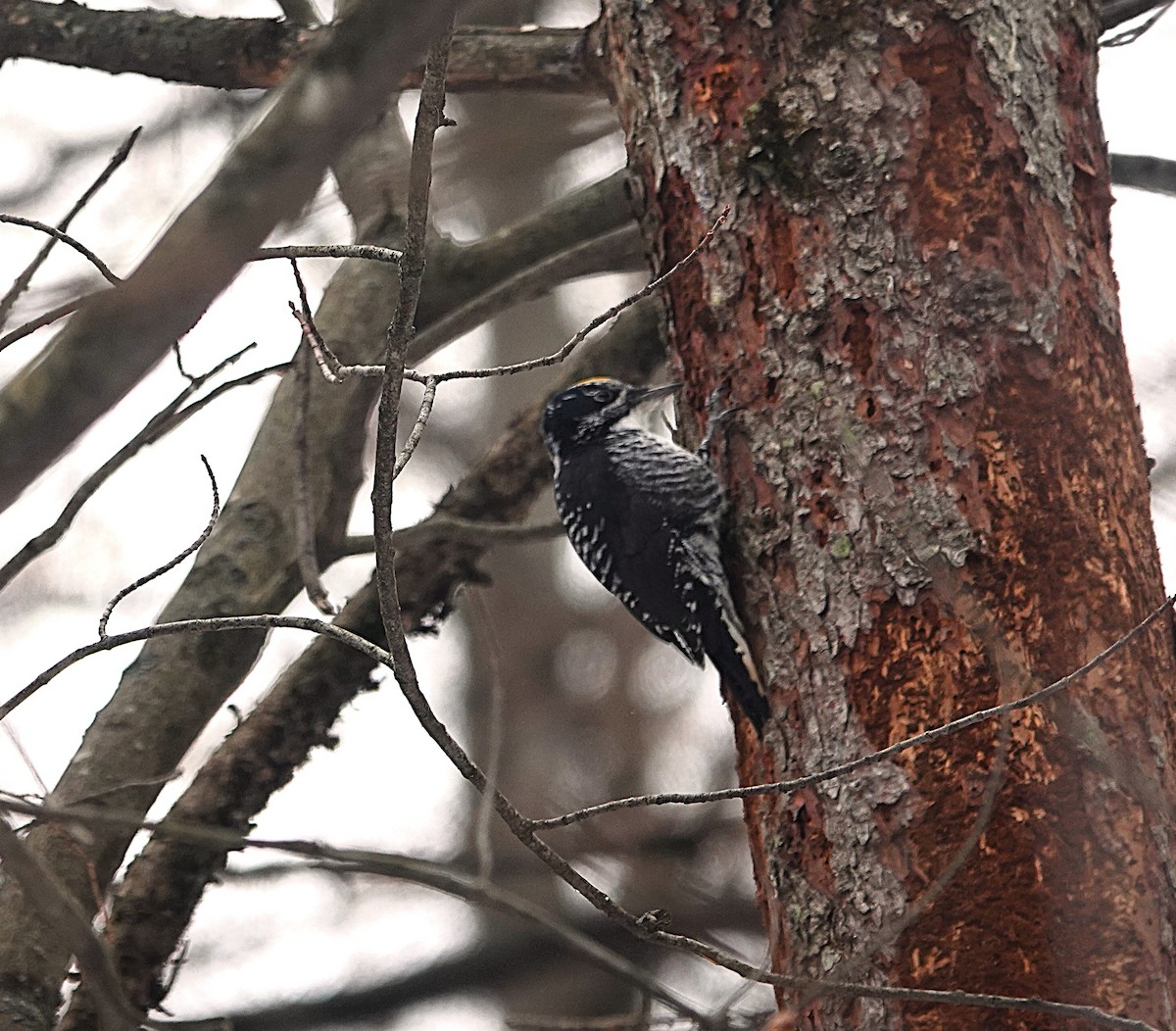 American Three-toed Woodpecker - ML645568635