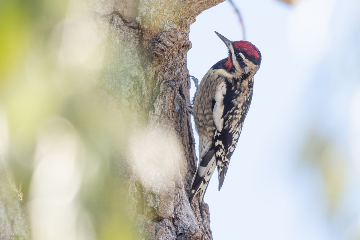 datel rudohrdlý - ML645568636