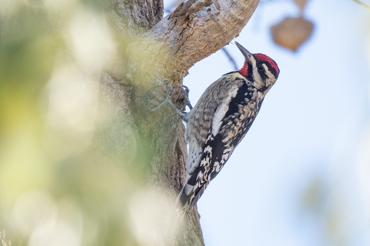 datel rudohrdlý - ML645568637