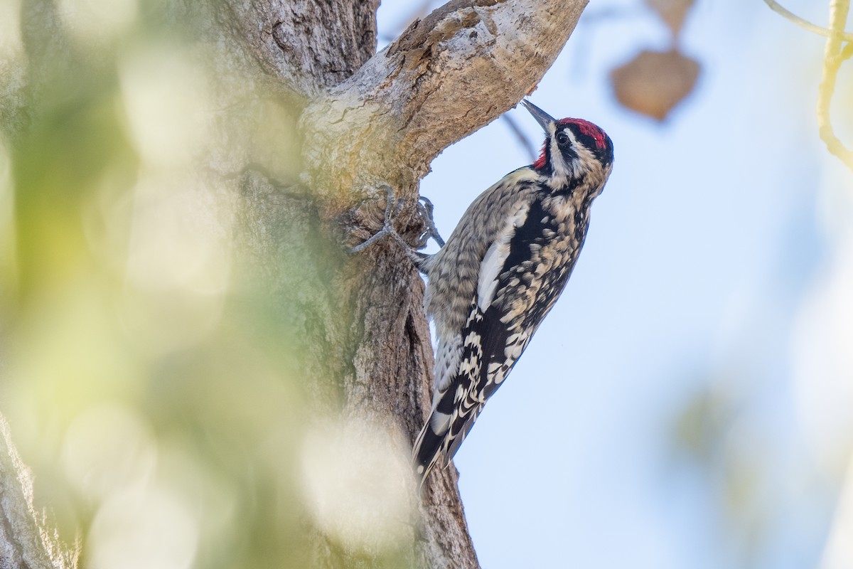 datel rudohrdlý - ML645568638