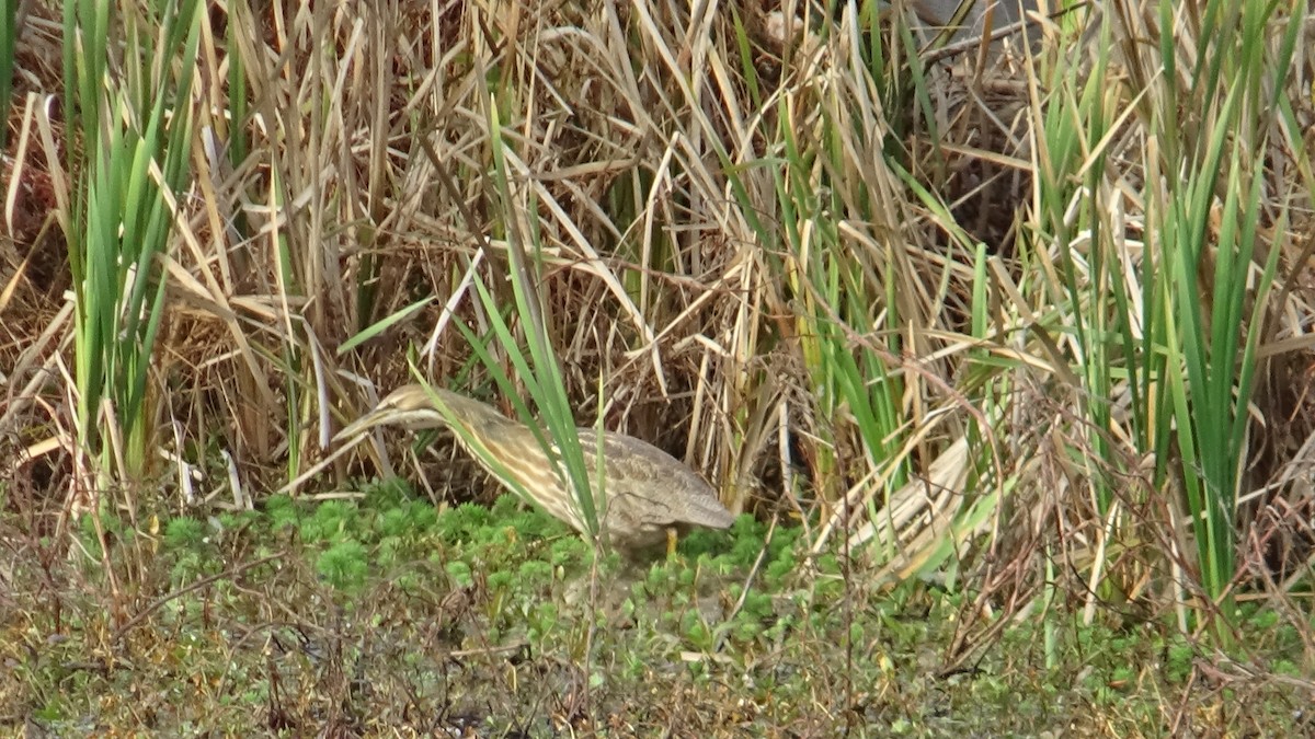 Бугай американський - ML645568640