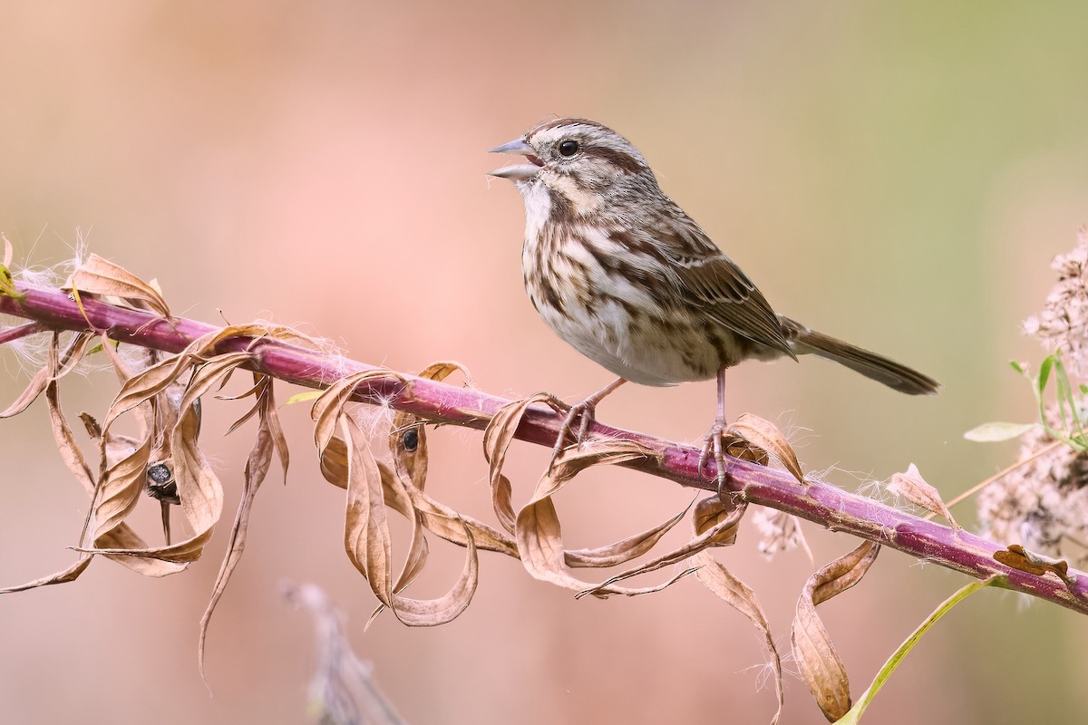 Song Sparrow - ML645568650