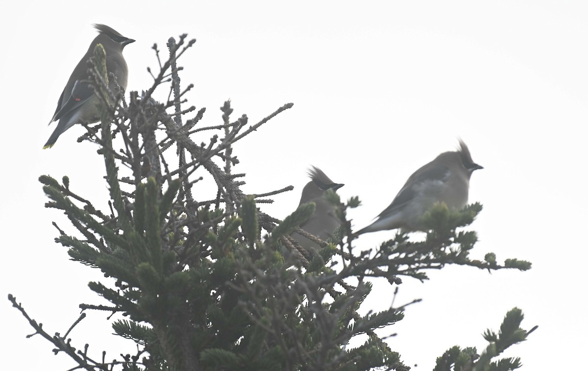 Bohemian Waxwing - ML645568652