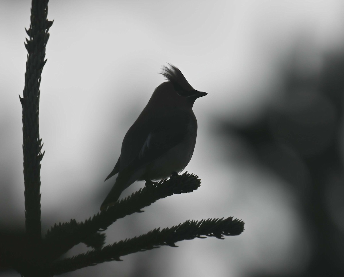 Bohemian Waxwing - ML645568653