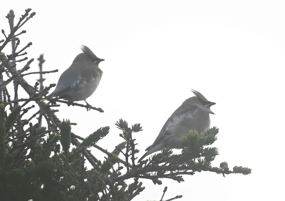 Bohemian Waxwing - ML645568654