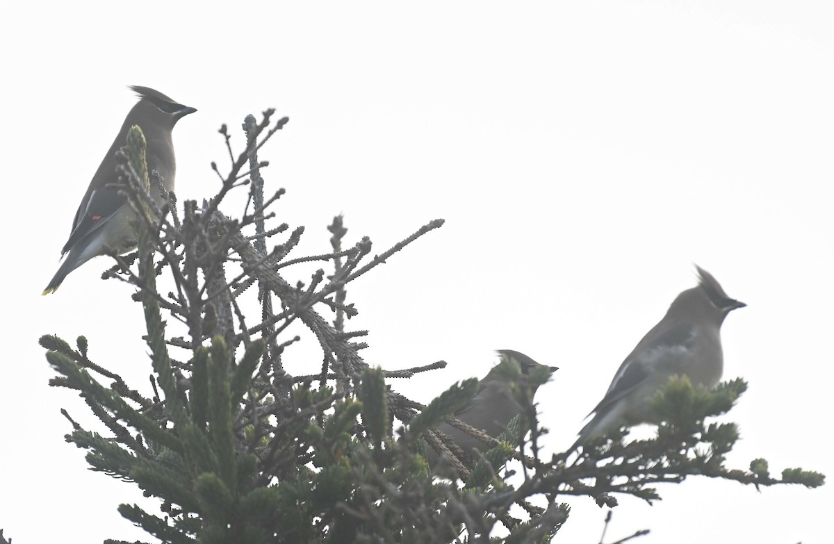 Bohemian Waxwing - ML645568655