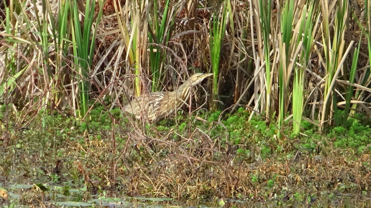 Бугай американський - ML645568658