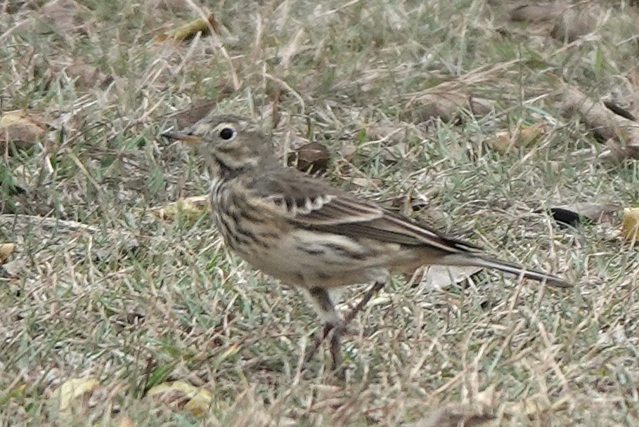 American Pipit - ML645568664