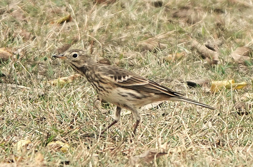 American Pipit - ML645568665