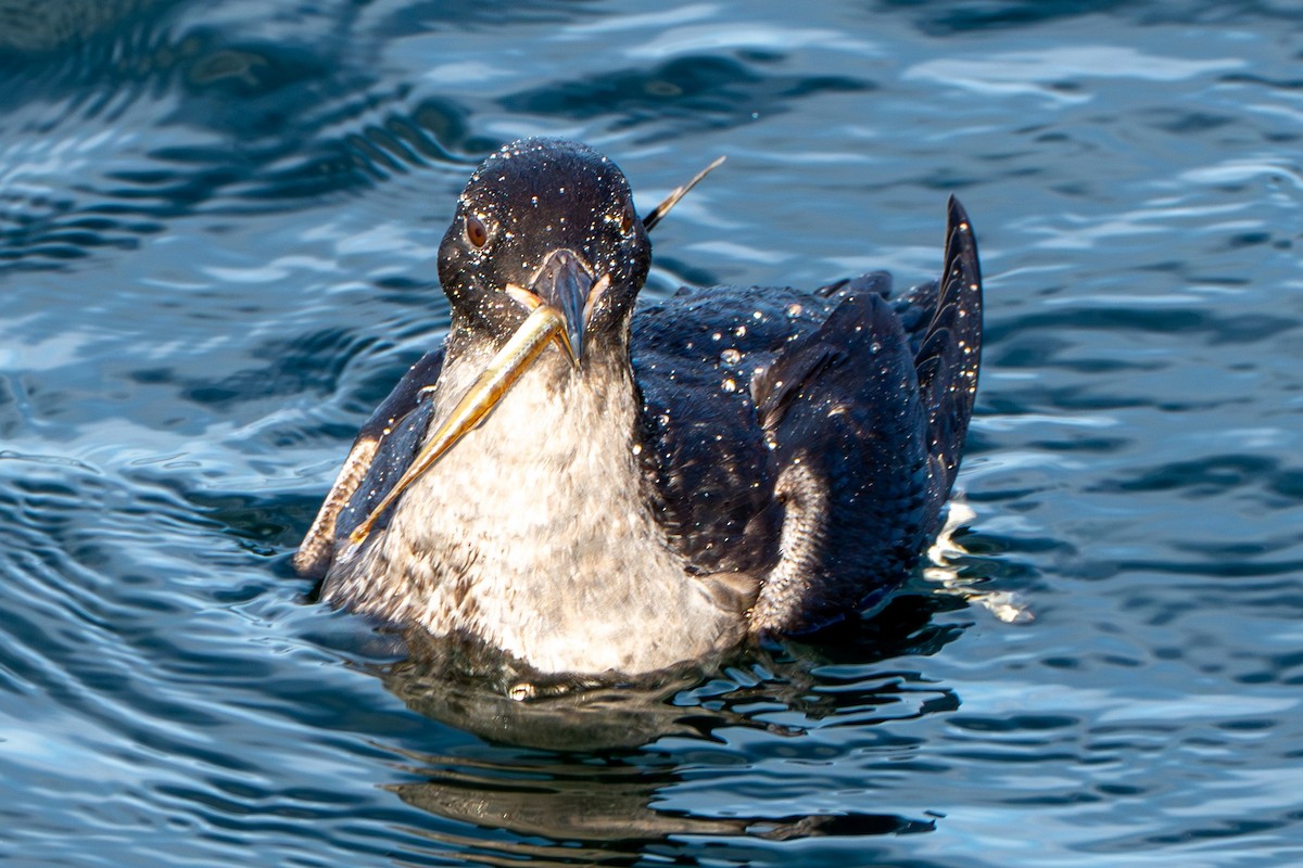 Rhinoceros Auklet - ML645568669