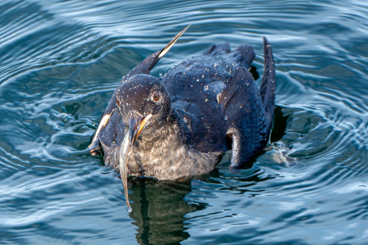 Rhinoceros Auklet - ML645568670
