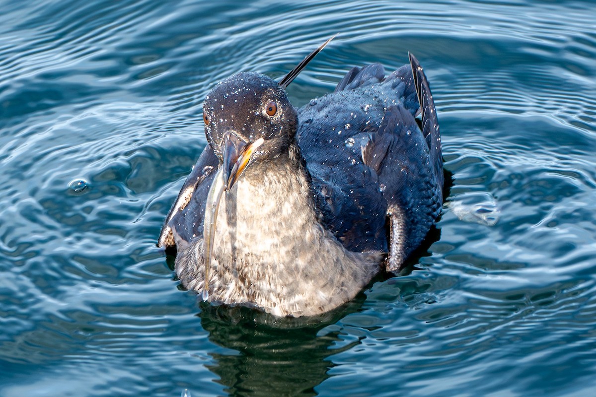 Rhinoceros Auklet - ML645568671