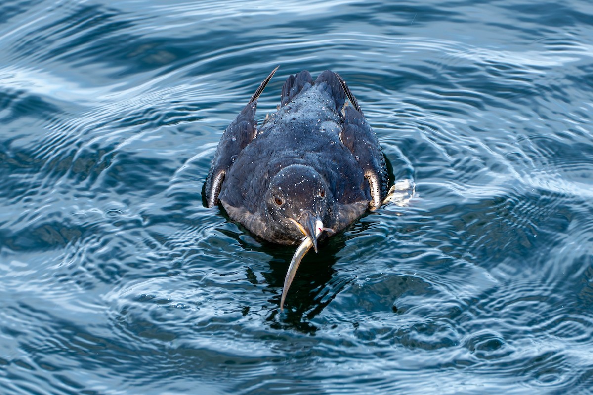 Rhinoceros Auklet - ML645568672