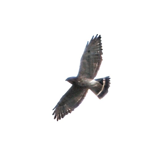 Broad-winged Hawk - ML645568689