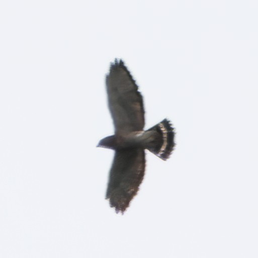 Broad-winged Hawk - ML645568690