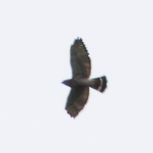 Broad-winged Hawk - ML645568691