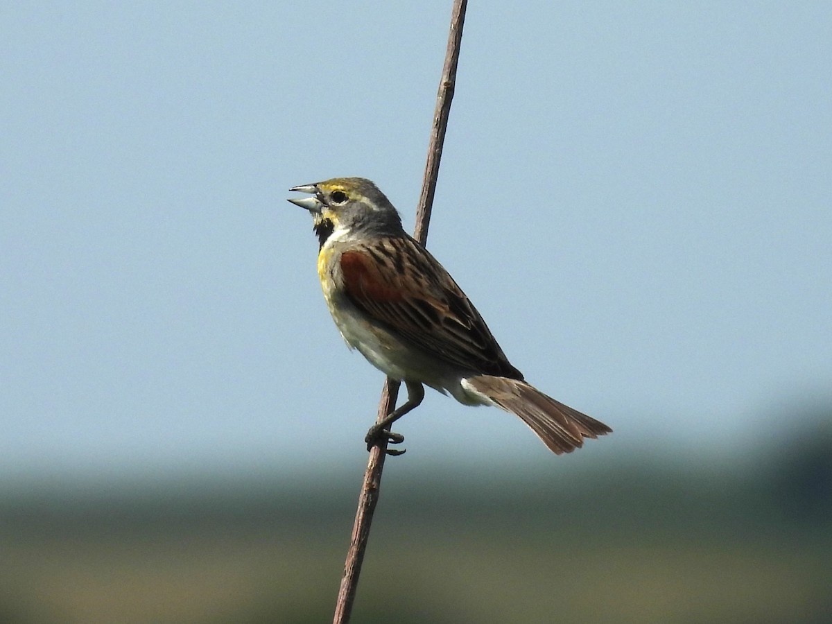 Dickcissel - ML645568693