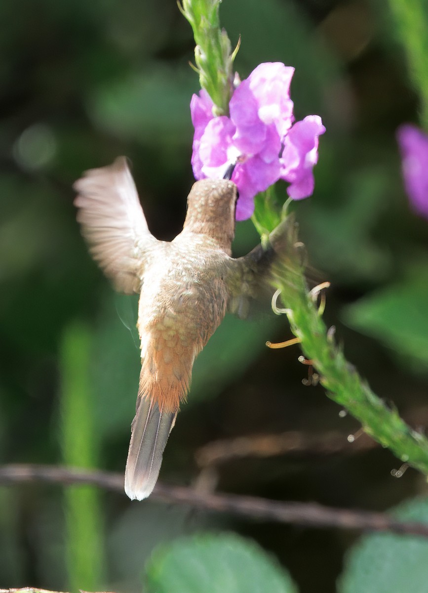 stripestrupeeremitt - ML645568700