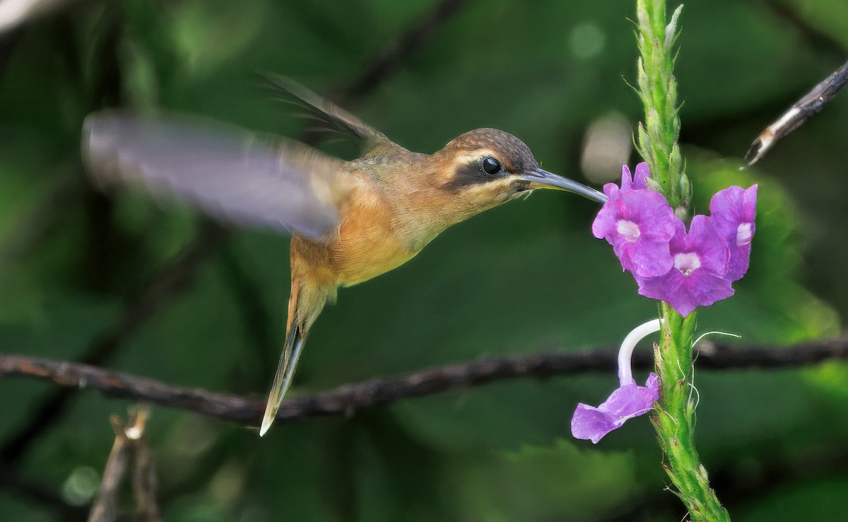 stripestrupeeremitt - ML645568701