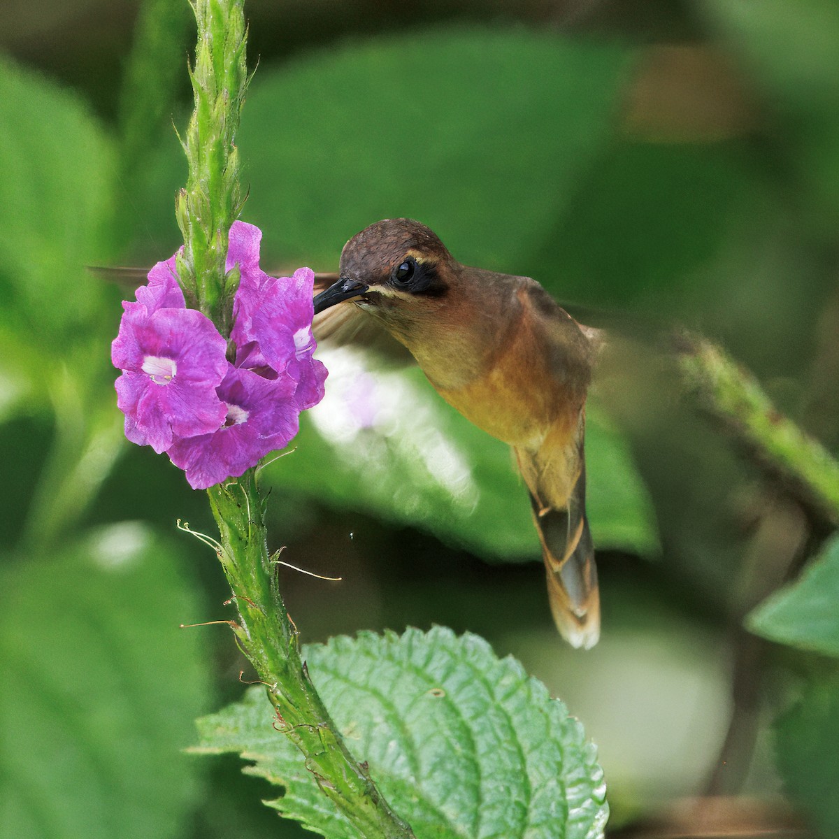 stripestrupeeremitt - ML645568702