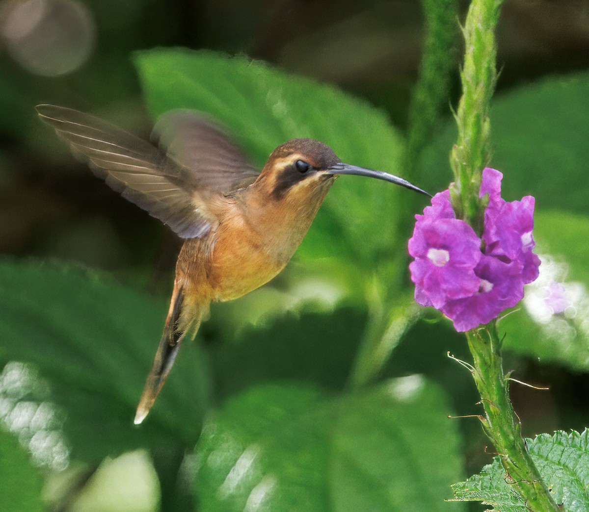 stripestrupeeremitt - ML645568703