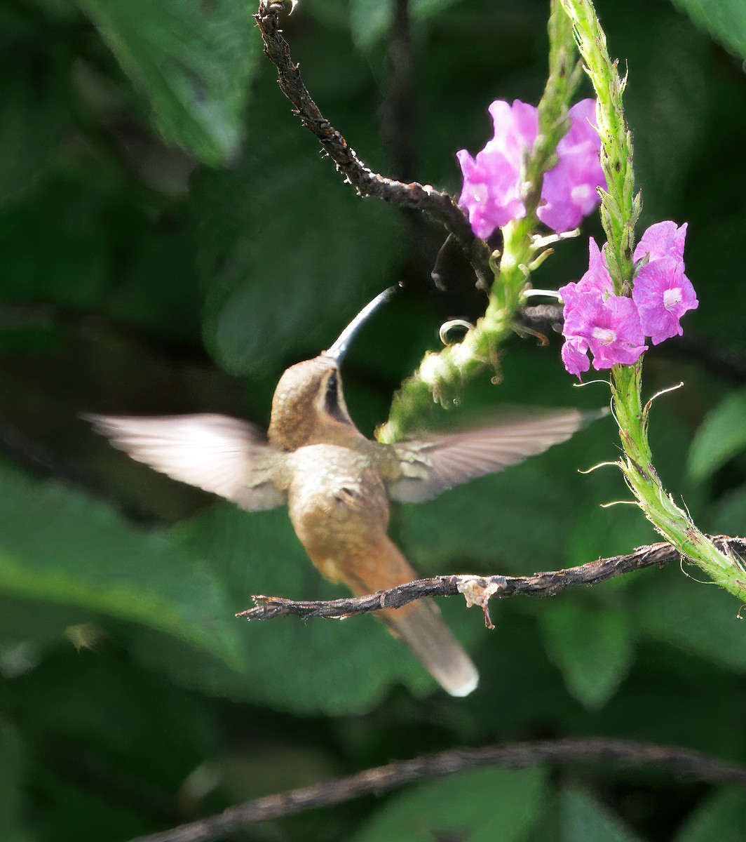 stripestrupeeremitt - ML645568704